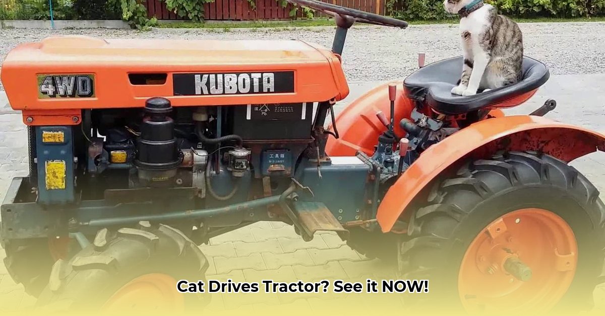 cat-driving-a-tractor
